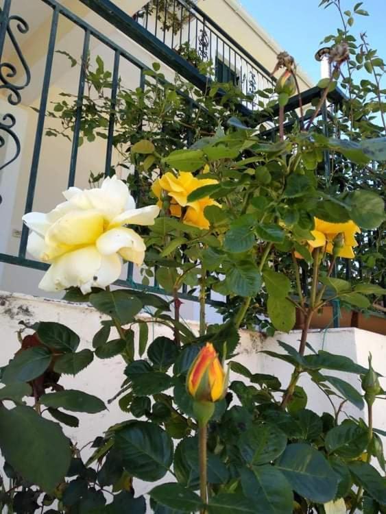 Rosegarden Villa Sami  Ngoại thất bức ảnh