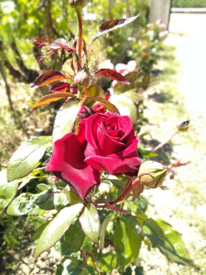 Rosegarden Villa Sami  Ngoại thất bức ảnh